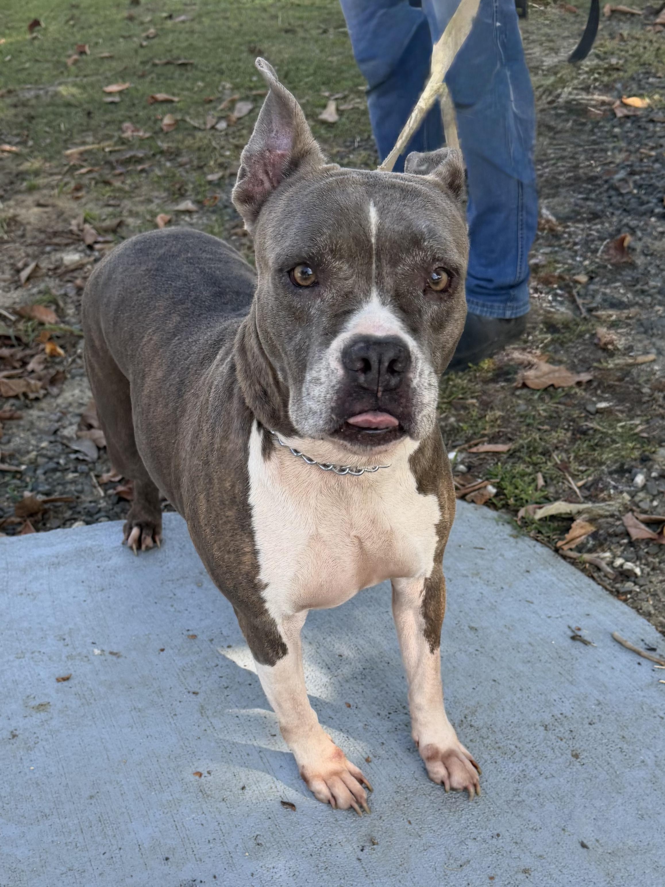 Enlarge Rosa, a Adoptable mixed breed in Ridgefield, CT image 1/6