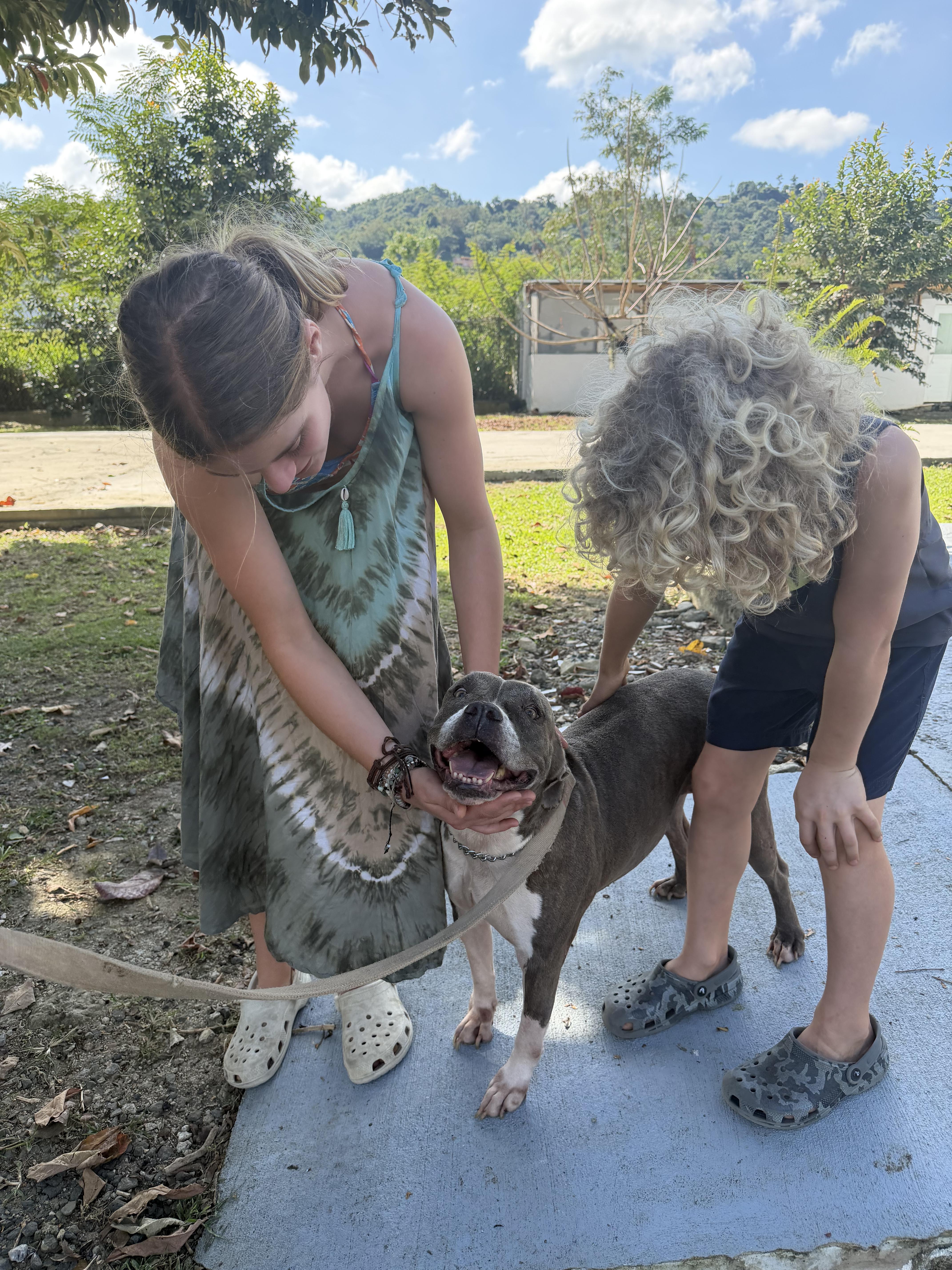Enlarge Rosa, a Adoptable mixed breed in Ridgefield, CT image 6/6