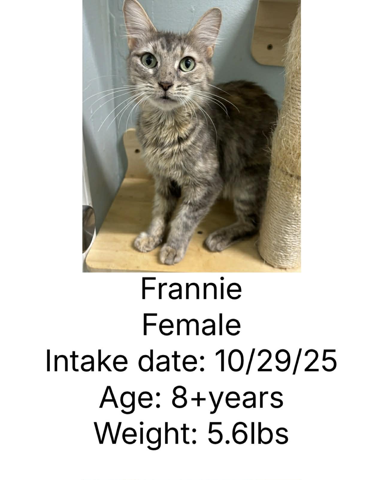 Frannie, Adoptable, Senior Female Domestic Short Hair.