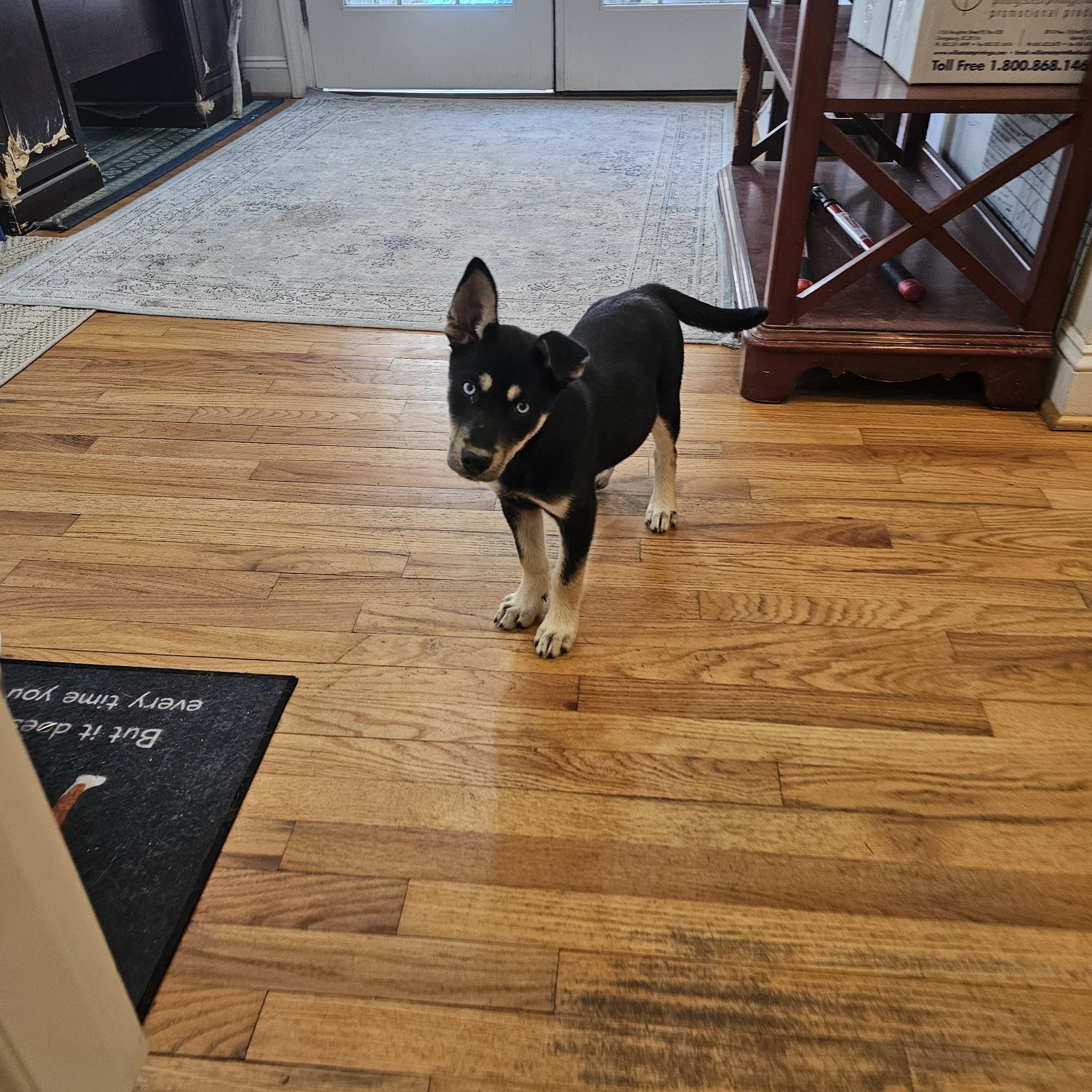 Enlarge Margaret, a Adopted mixed breed in Orangeburg, SC image 1/1