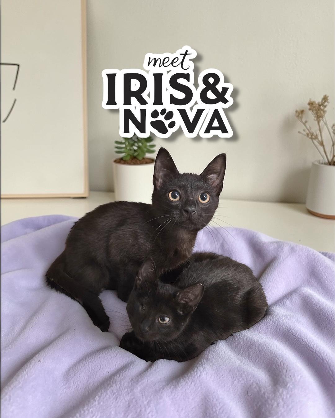 Enlarge Nova and Iris, an adopted Domestic Short Hair in Boca Raton, FL image 1/1