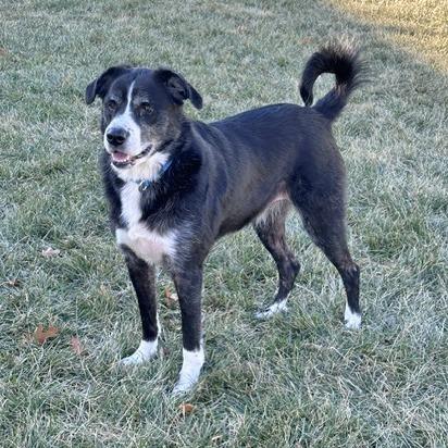 Maisie, Adoptable, Adult Female Border Collie & Great Pyrenees.