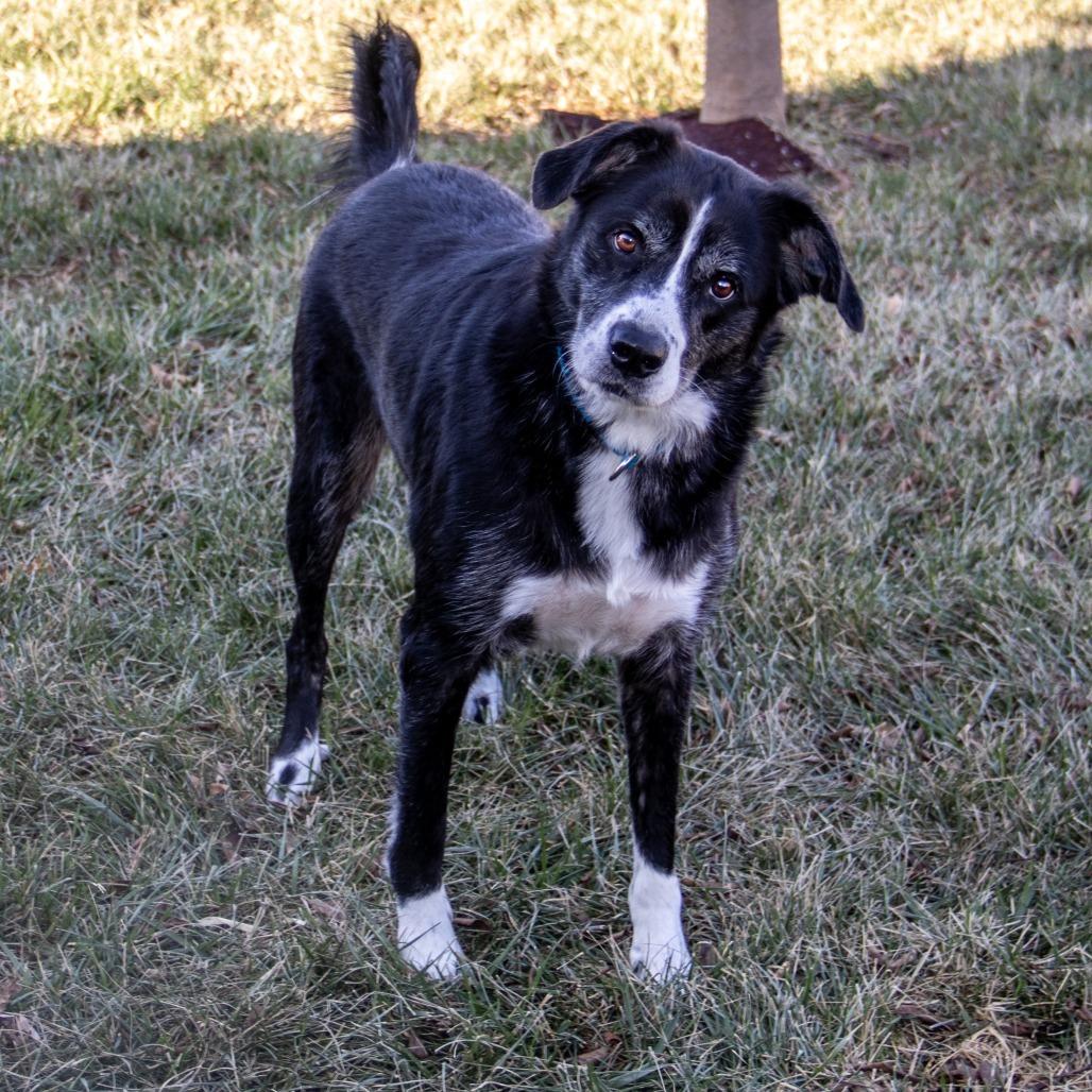 Enlarge Maisie, a Adoptable mixed breed in Wichita, KS image 2/6