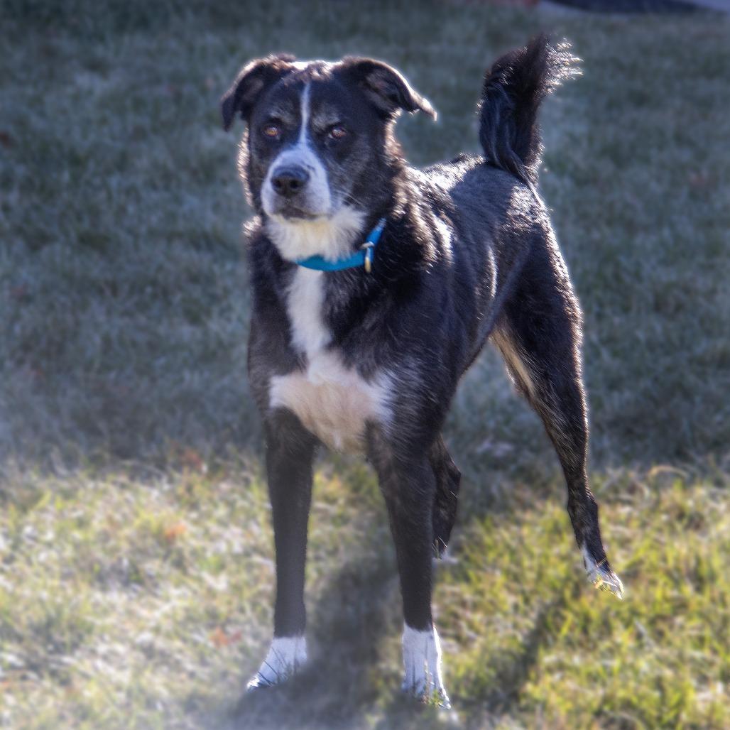 Enlarge Maisie, a Adoptable mixed breed in Wichita, KS image 4/6