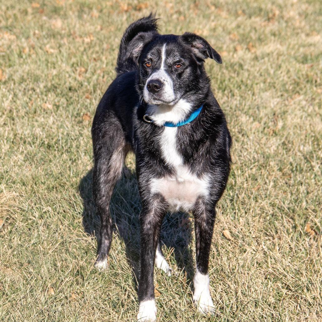 Enlarge Maisie, a Adoptable mixed breed in Wichita, KS image 5/6