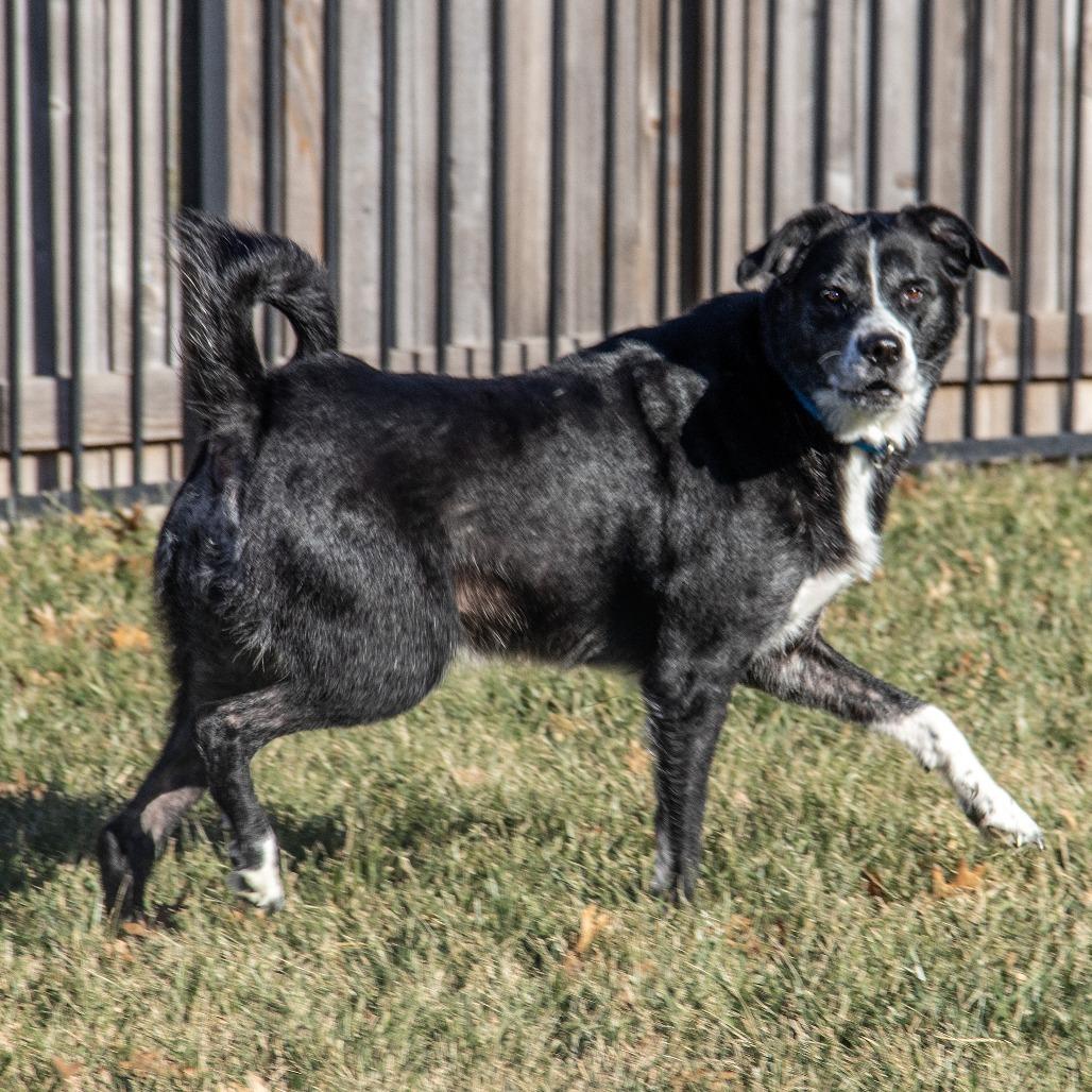 Enlarge Maisie, a Adoptable mixed breed in Wichita, KS image 6/6