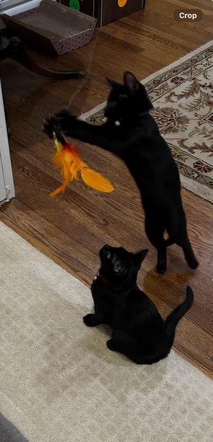 FRICK & FRACK - Adorable Twin Brothers!, Adoptable, Young Male Domestic Medium Hair & Domestic Short Hair.