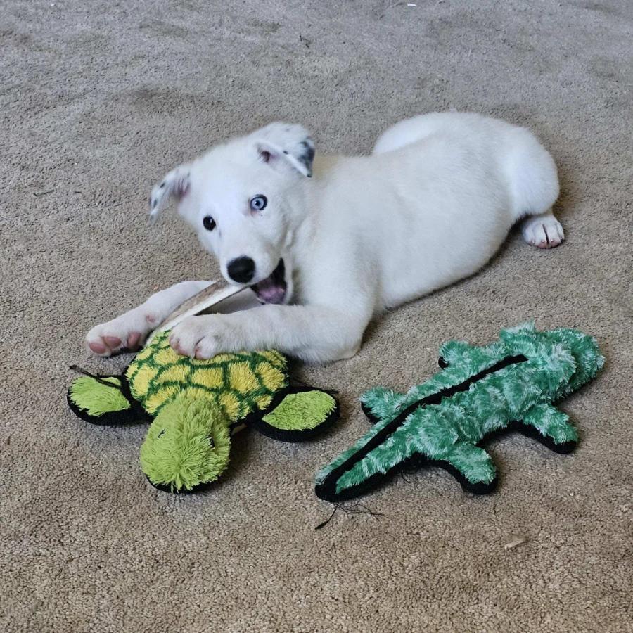 Elsa, Adoptable, Puppy Female Husky & Great Pyrenees.