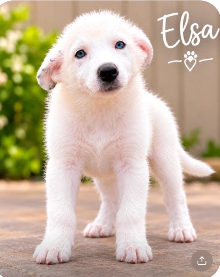 Enlarge Elsa, a Adoptable mixed breed in CHURCHVILLE, NY image 2/3