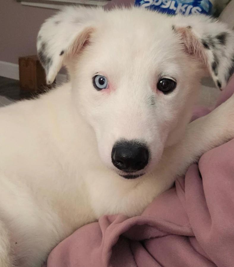 Enlarge Elsa, a Adoptable mixed breed in CHURCHVILLE, NY image 3/3
