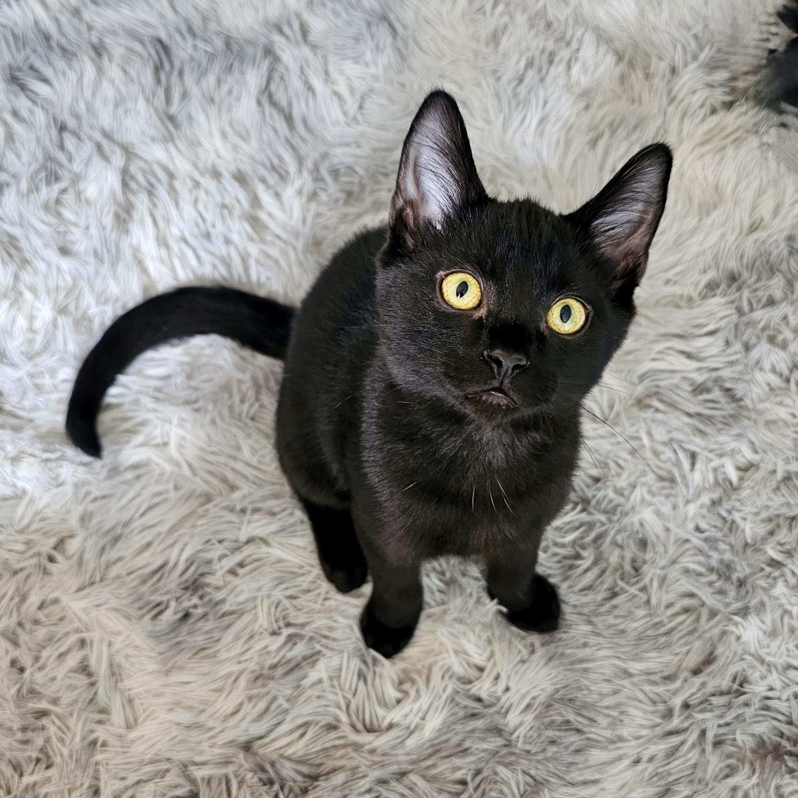 Enlarge Rygun, a ADOPTABLE Domestic Short Hair in Apex, NC image 2/6