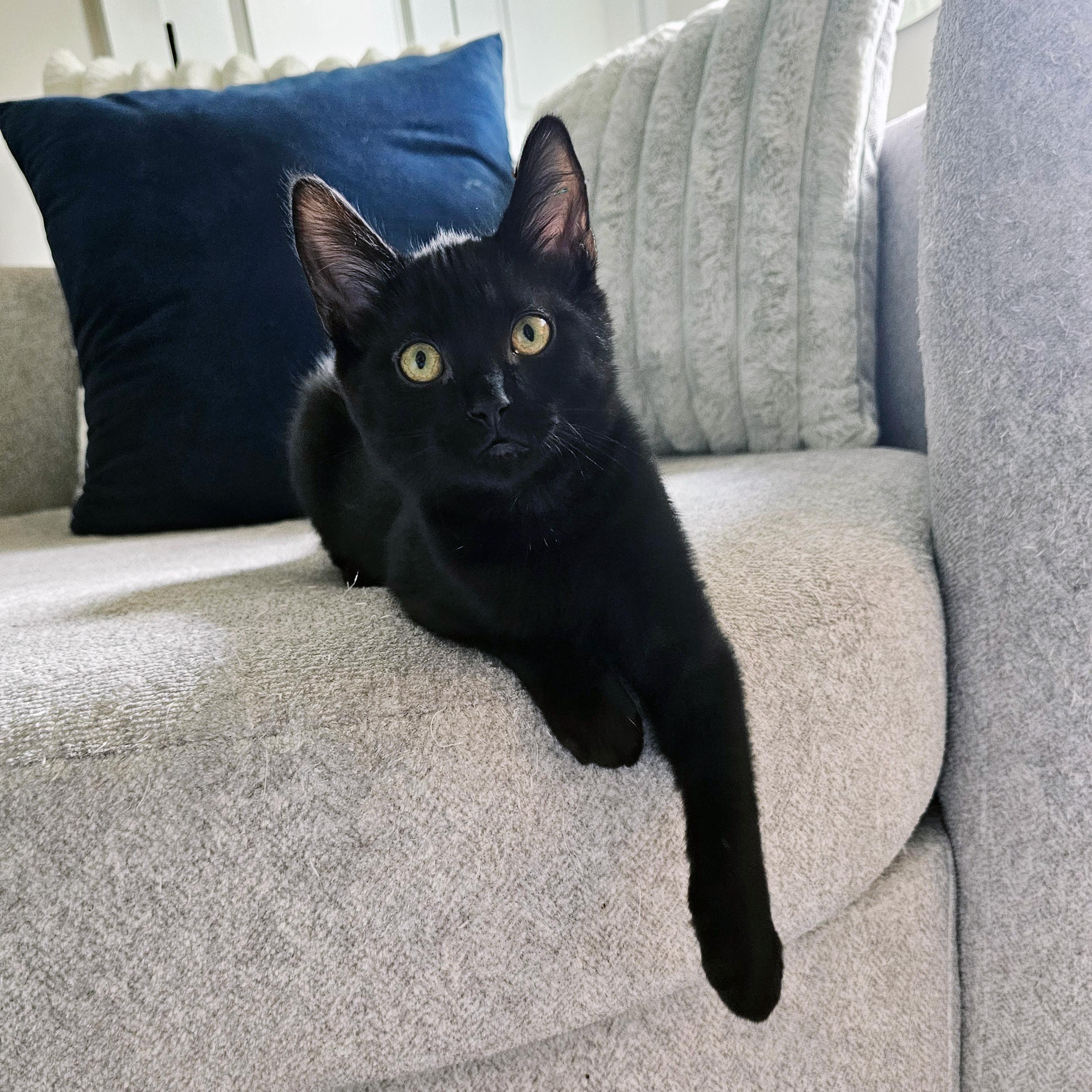 Enlarge Rygun, a ADOPTABLE Domestic Short Hair in Apex, NC image 6/6