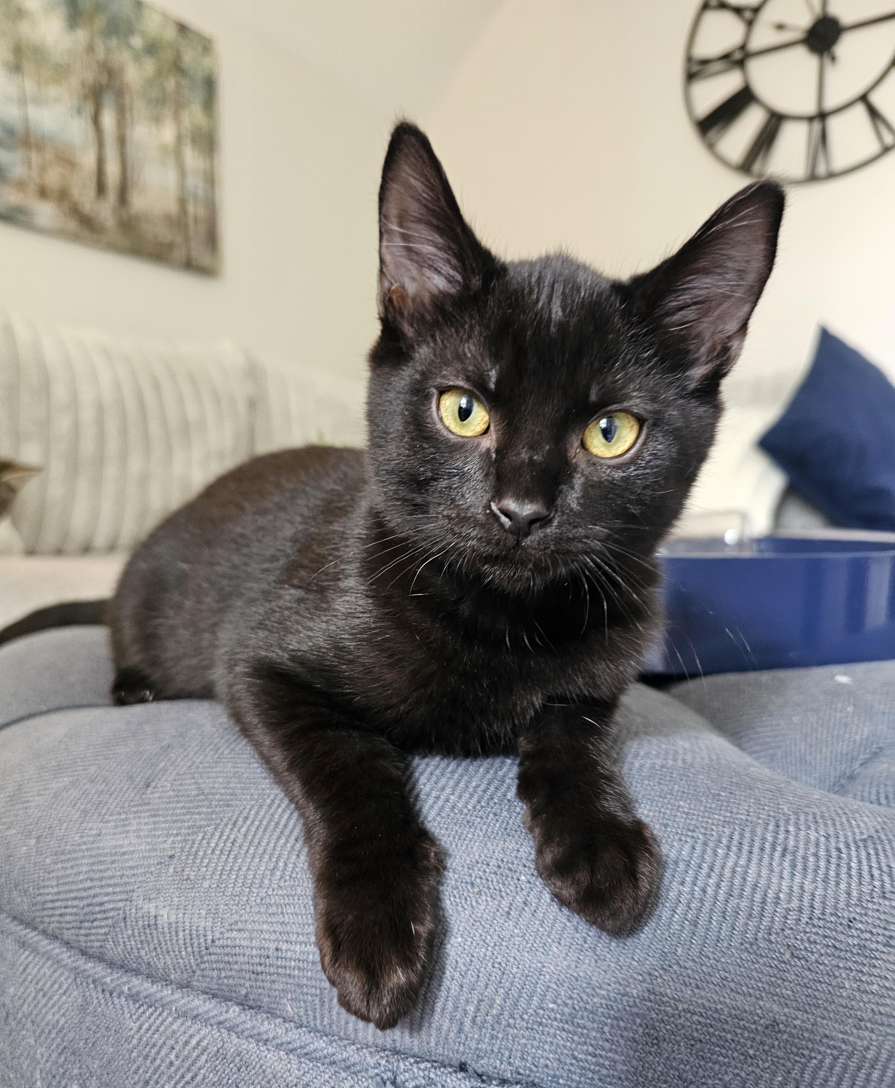 Rygun, ADOPTABLE, Kitten Male Domestic Short Hair.