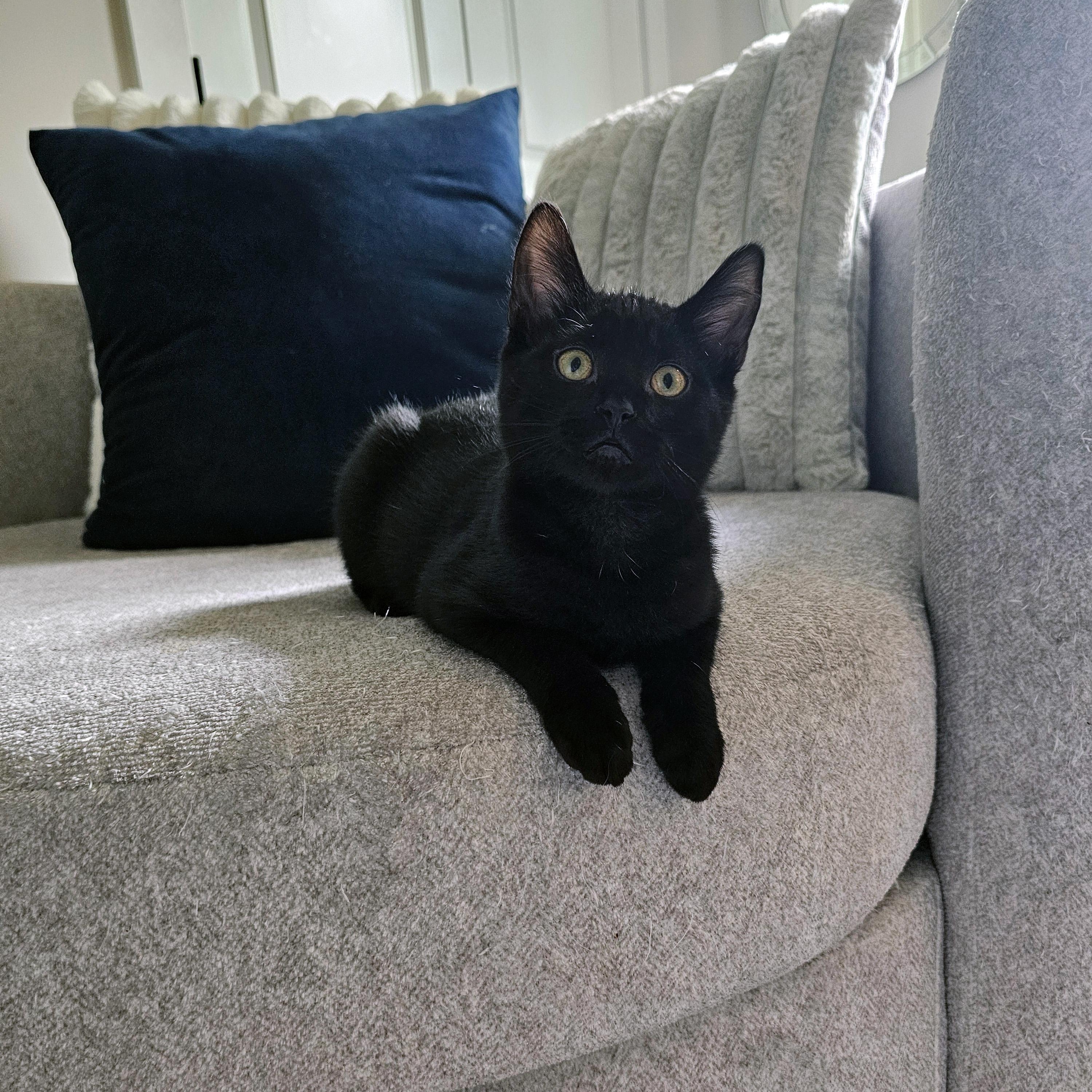 Enlarge Rygun, a ADOPTABLE Domestic Short Hair in Apex, NC image 4/6
