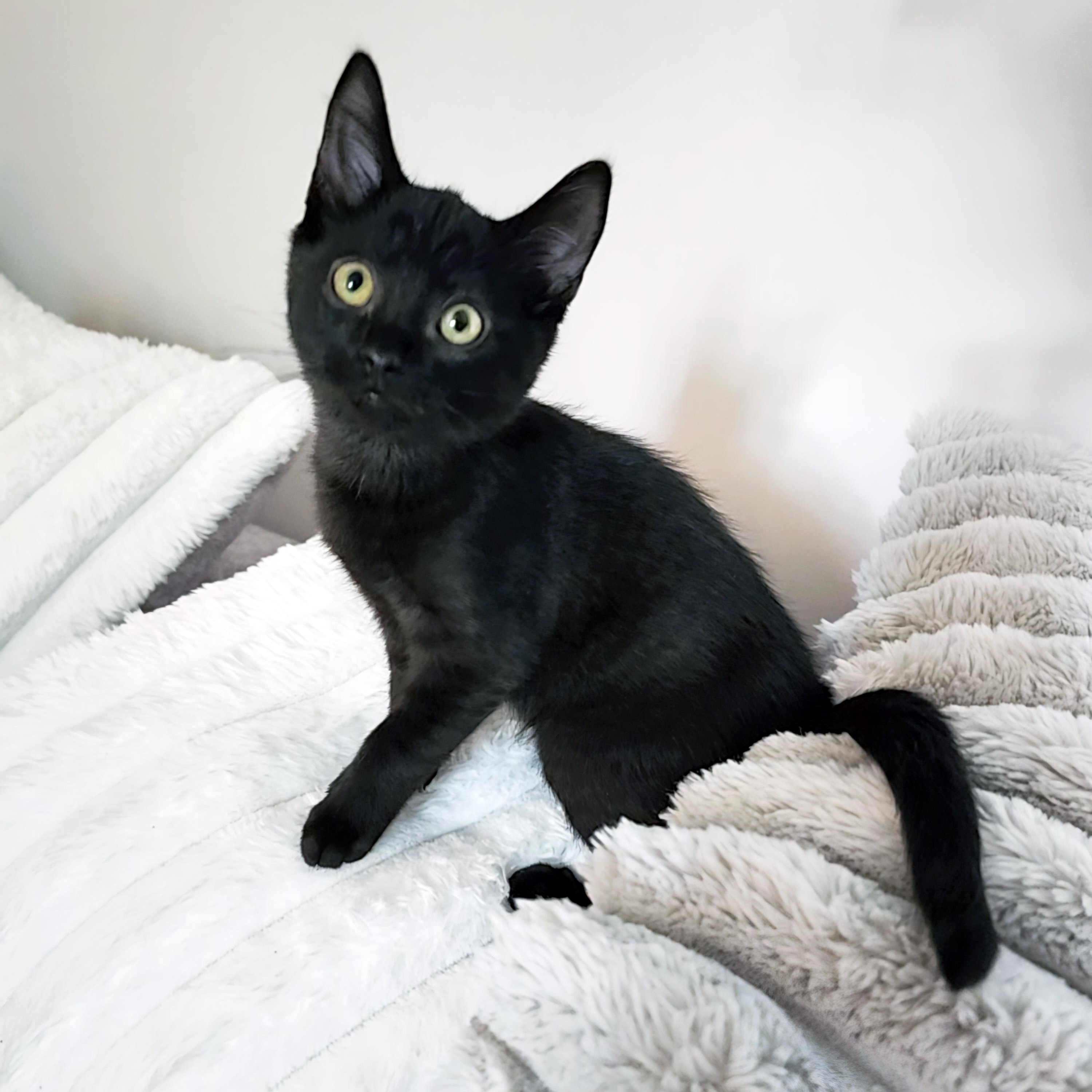 Enlarge Rygun, a ADOPTABLE Domestic Short Hair in Apex, NC image 3/6