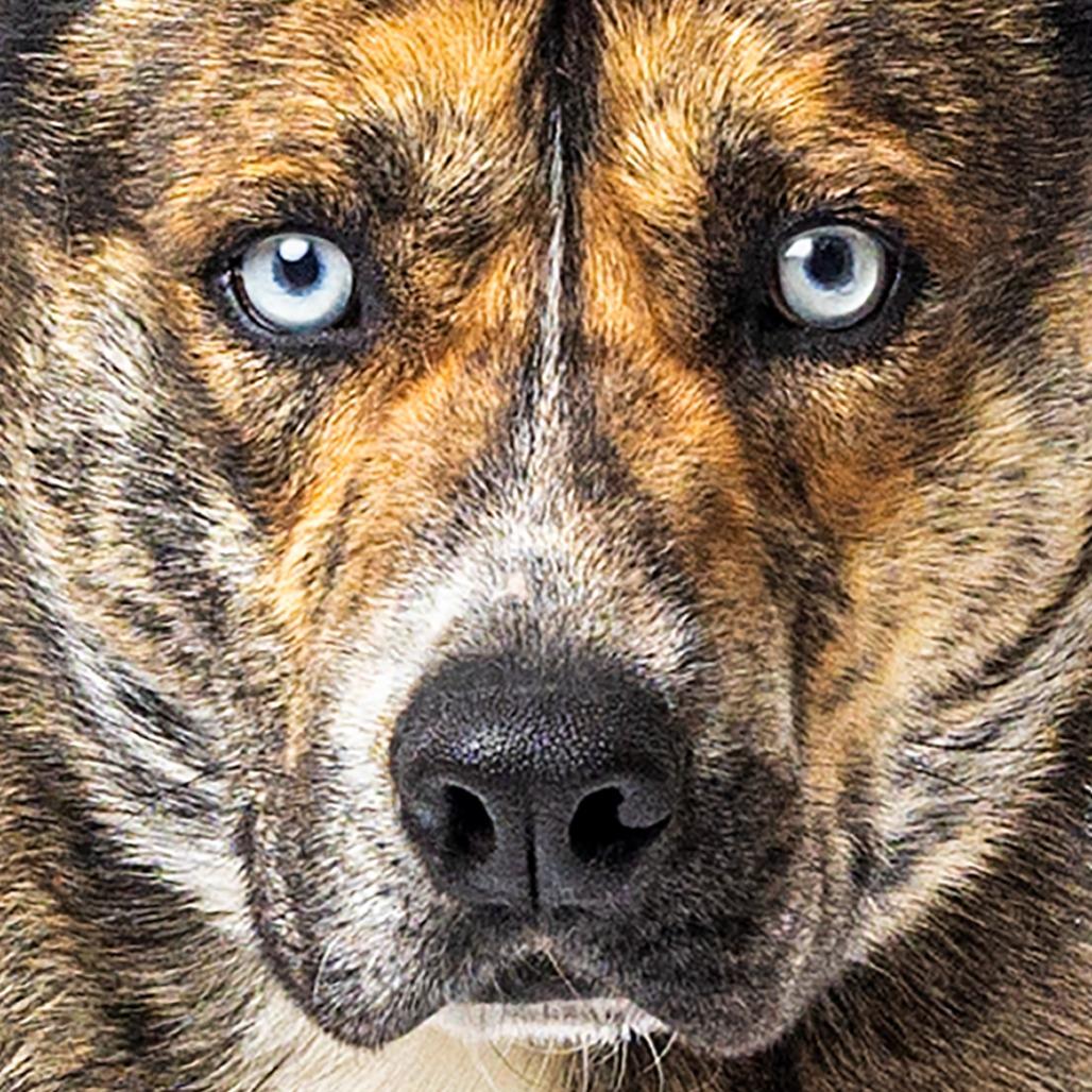 Klarc, Adoptable, Adult Male Dutch Shepherd & Husky.