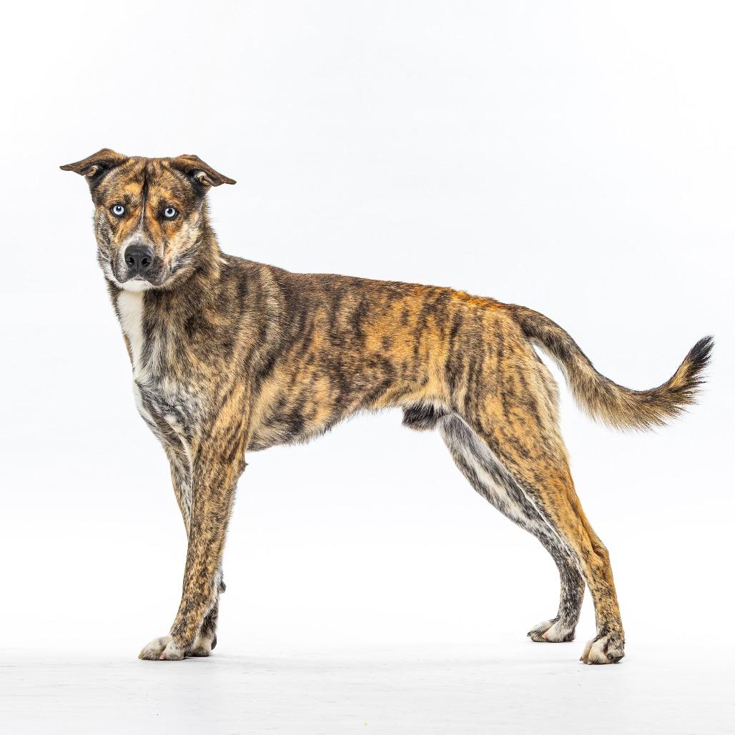 Enlarge Klarc, a Adoptable mixed breed in Reno, NV image 2/6
