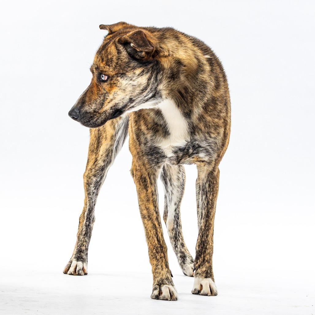 Enlarge Klarc, a Adoptable mixed breed in Reno, NV image 3/6