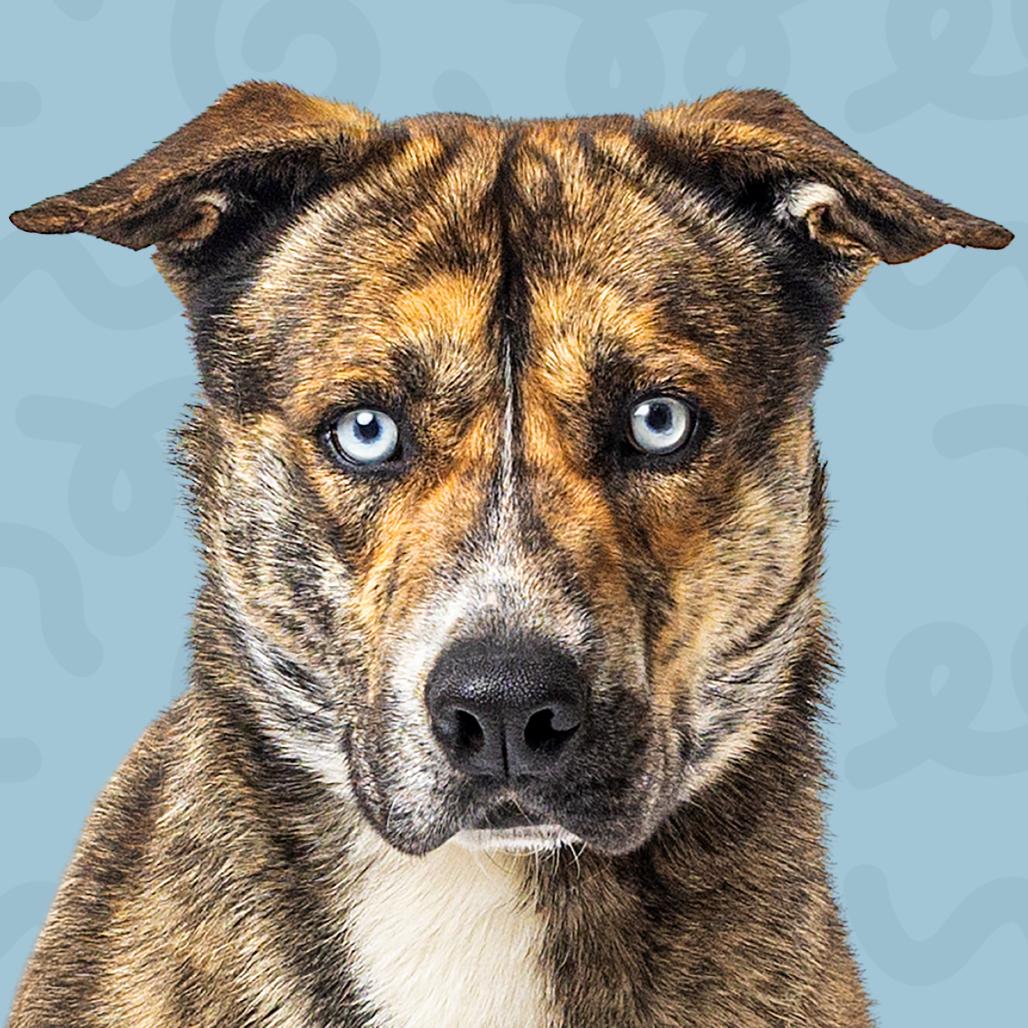 Enlarge Klarc, a Adoptable mixed breed in Reno, NV image 4/6