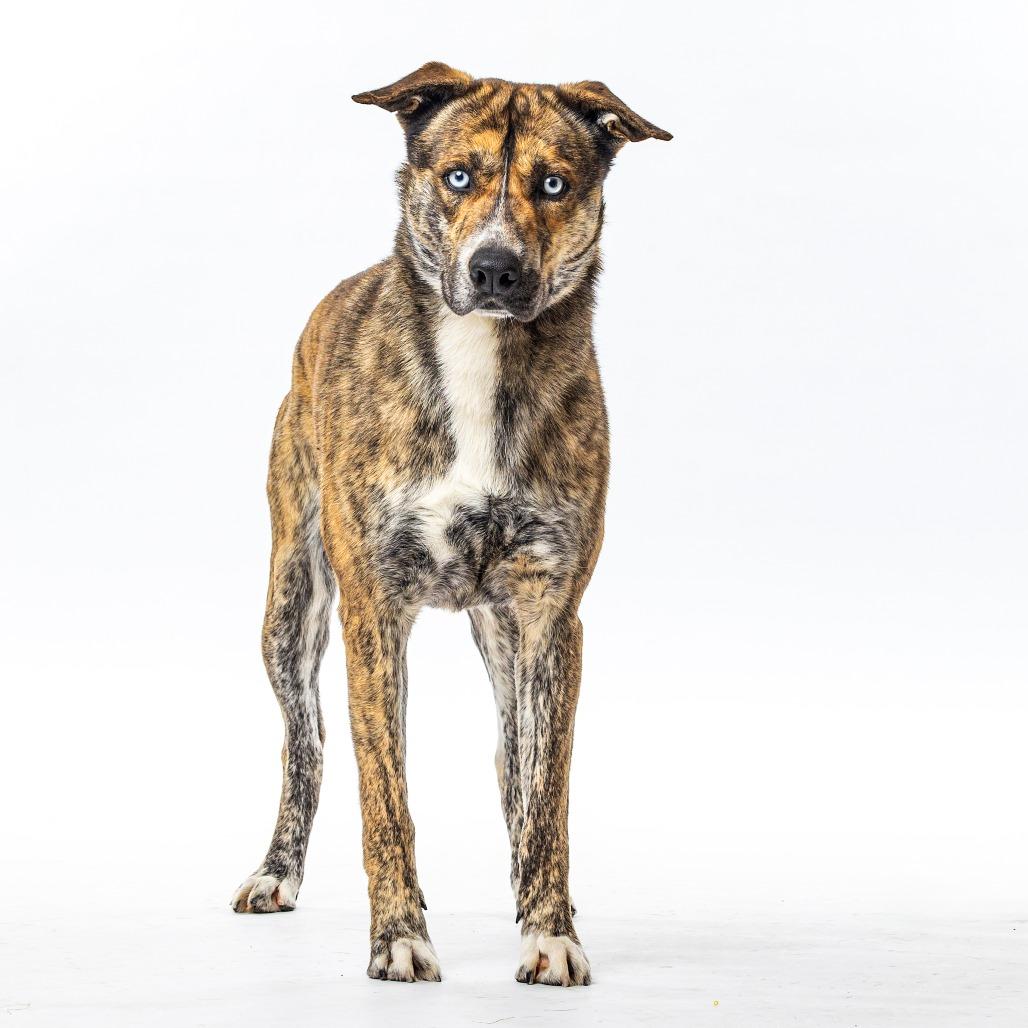 Enlarge Klarc, a Adoptable mixed breed in Reno, NV image 5/6