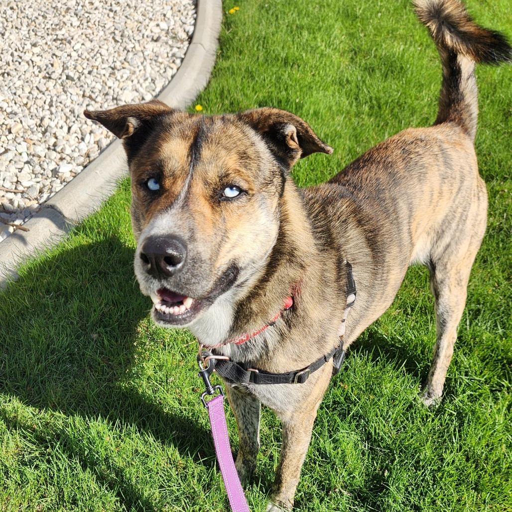 Enlarge Klarc, a Adoptable mixed breed in Reno, NV image 6/6