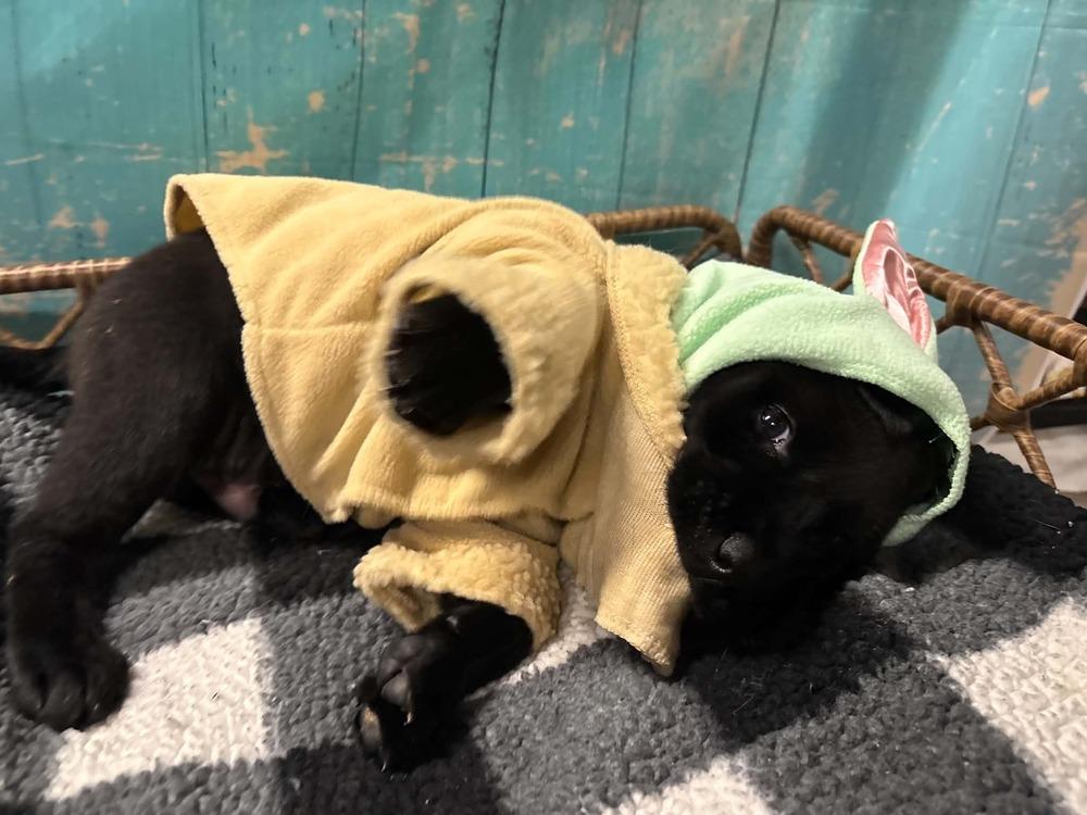 Enlarge Rollo, a Adoptable mixed breed in Dorr, MI image 1/6