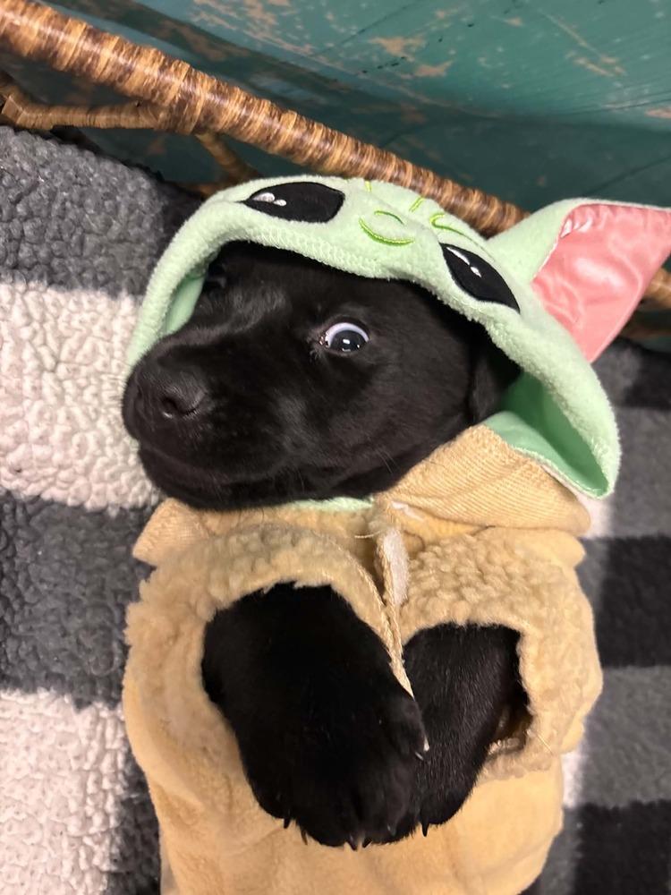 Enlarge Rollo, a Adoptable mixed breed in Dorr, MI image 2/6