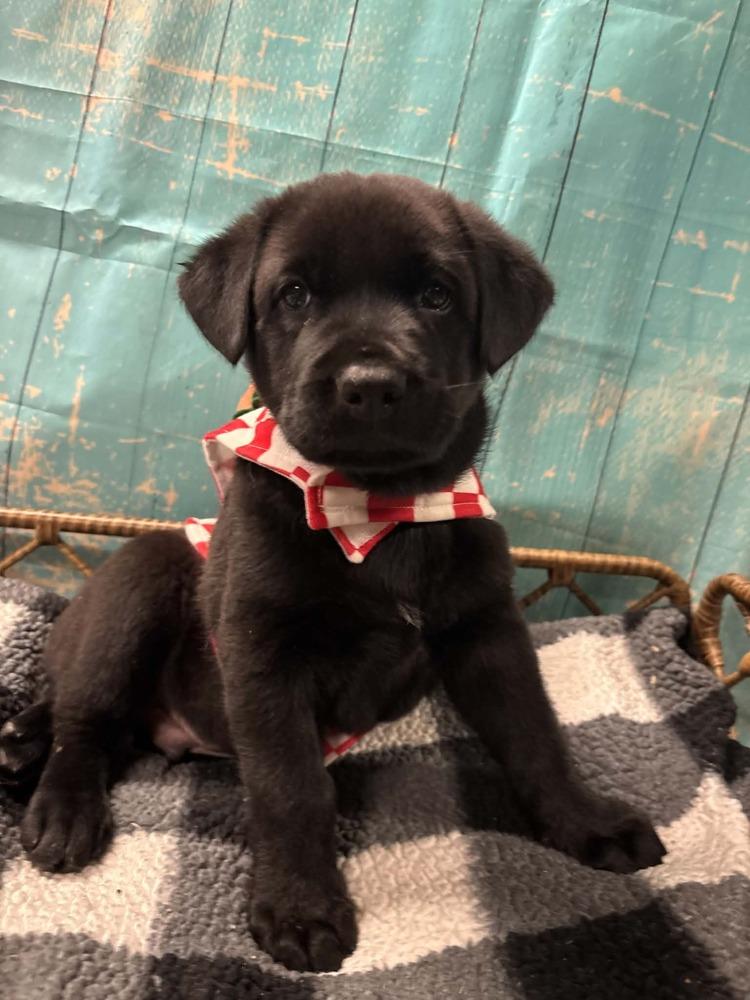 Enlarge Rollo, a Adoptable mixed breed in Dorr, MI image 4/6