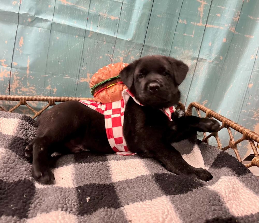 Enlarge Rollo, a Adoptable mixed breed in Dorr, MI image 5/6