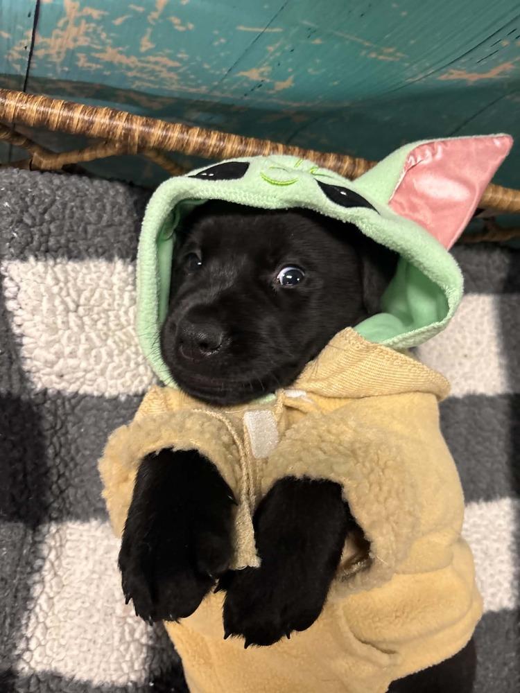 Enlarge Rollo, a Adoptable mixed breed in Dorr, MI image 6/6