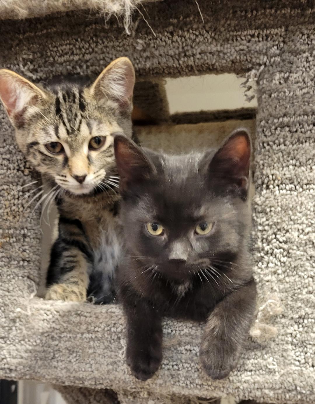 Evangeline, a ADOPTABLE Tabby in Hamilton, ON image 3/5