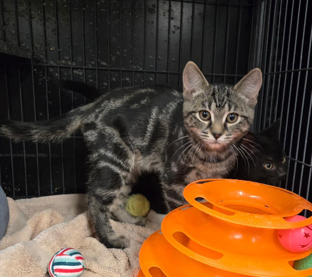 Evangeline, a ADOPTABLE Tabby in Hamilton, ON image 1/5