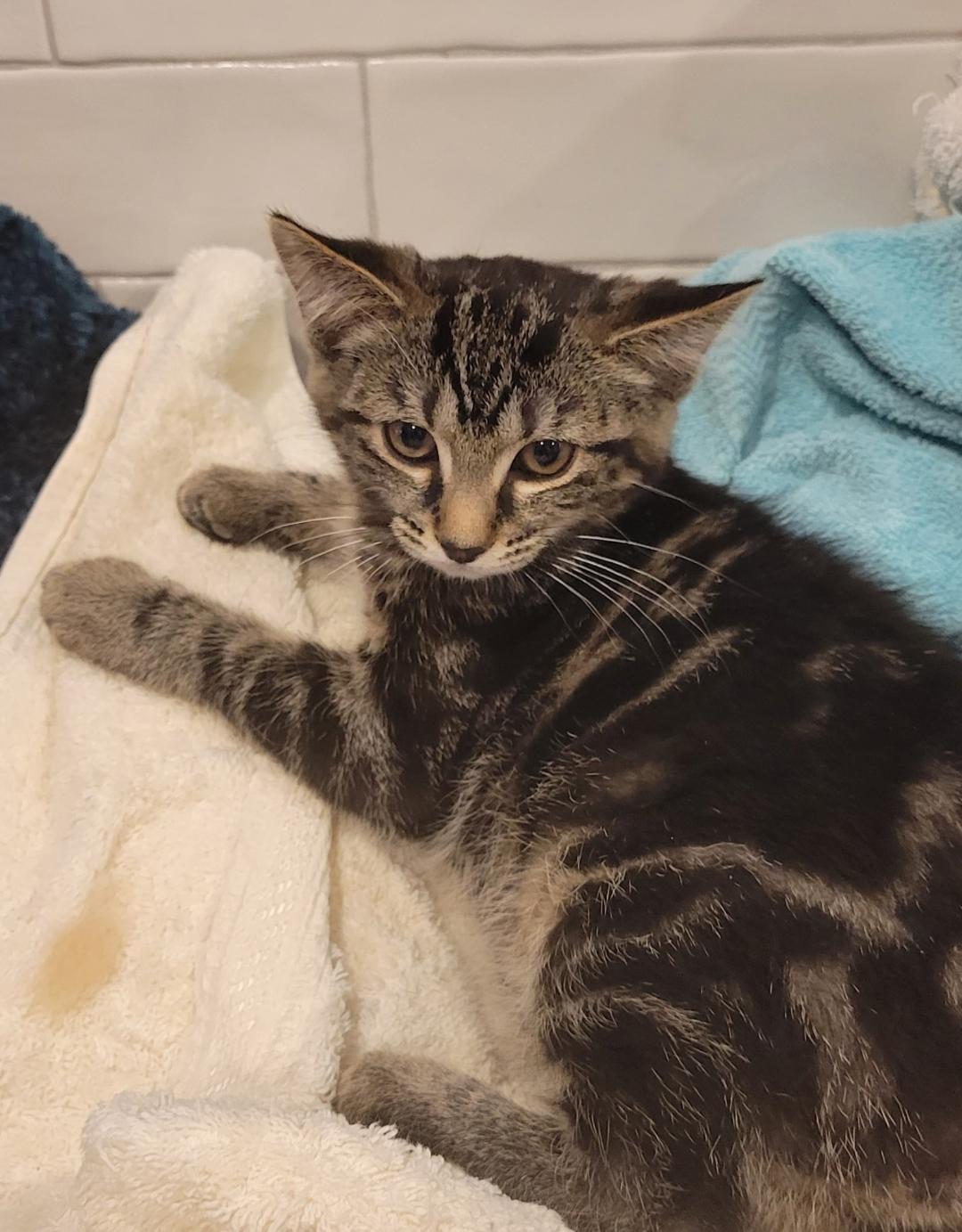 Evangeline, a ADOPTABLE Tabby in Hamilton, ON image 5/5