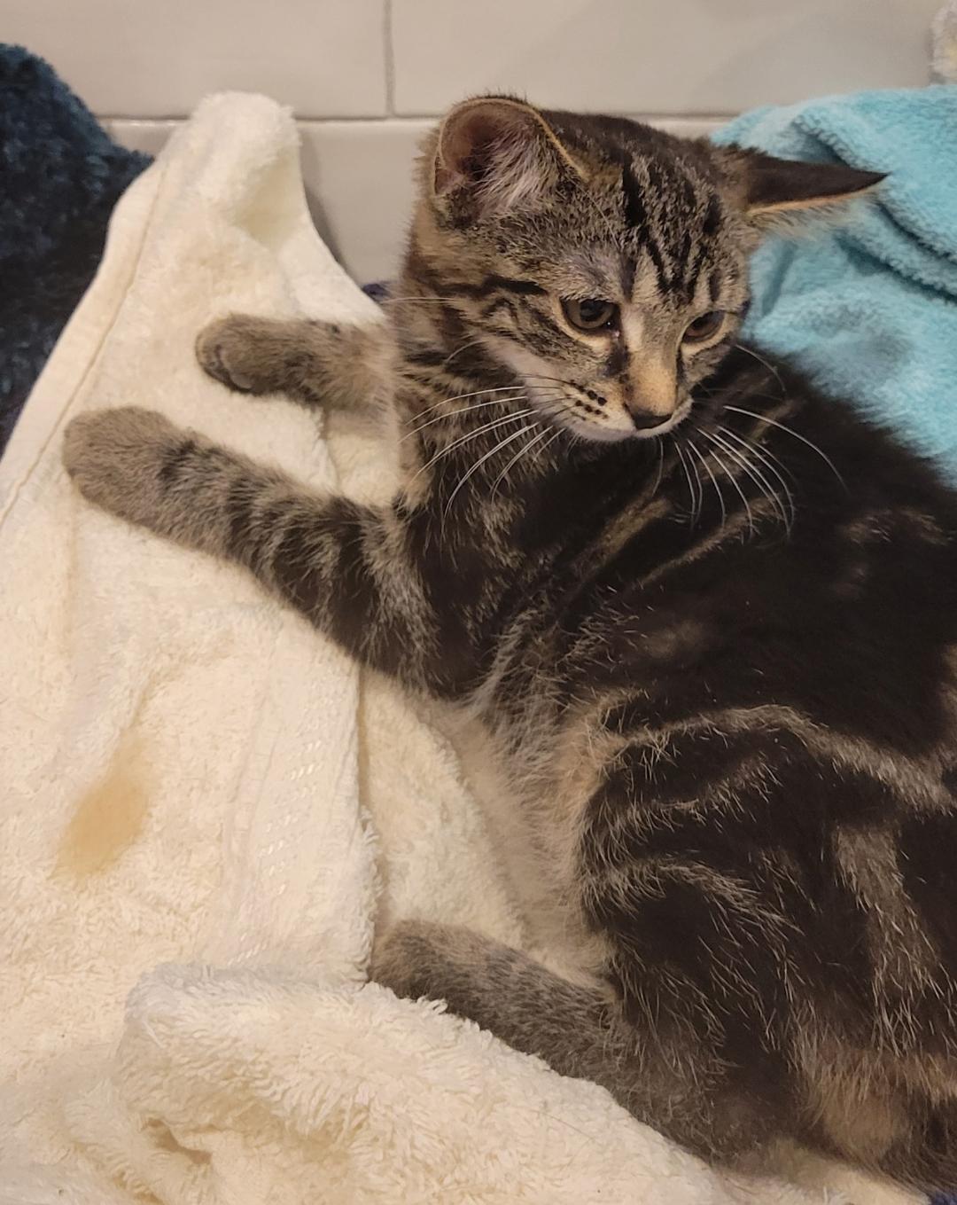 Evangeline, a ADOPTABLE Tabby in Hamilton, ON image 4/5