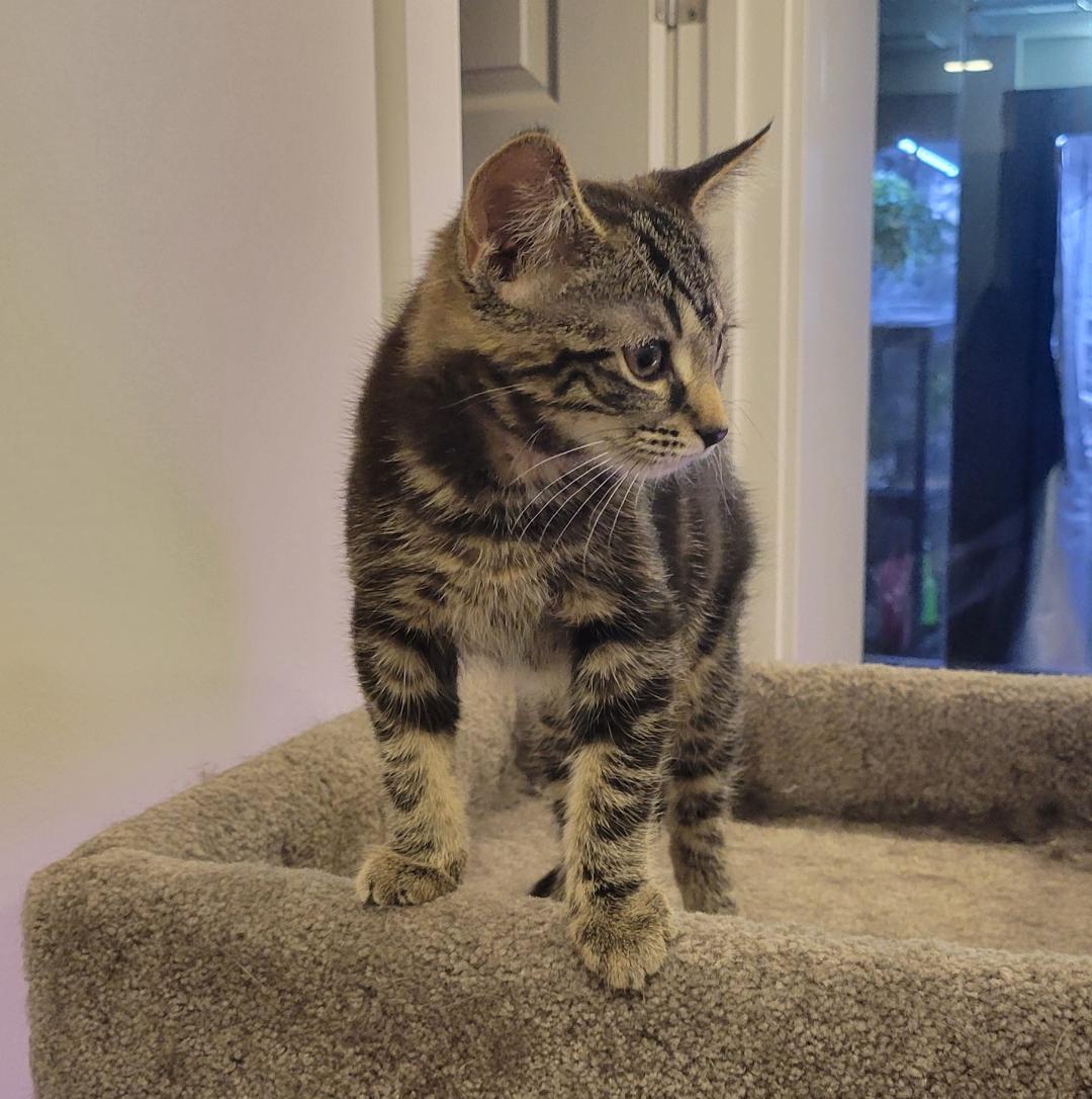 Evangeline, a ADOPTABLE Tabby in Hamilton, ON image 2/5