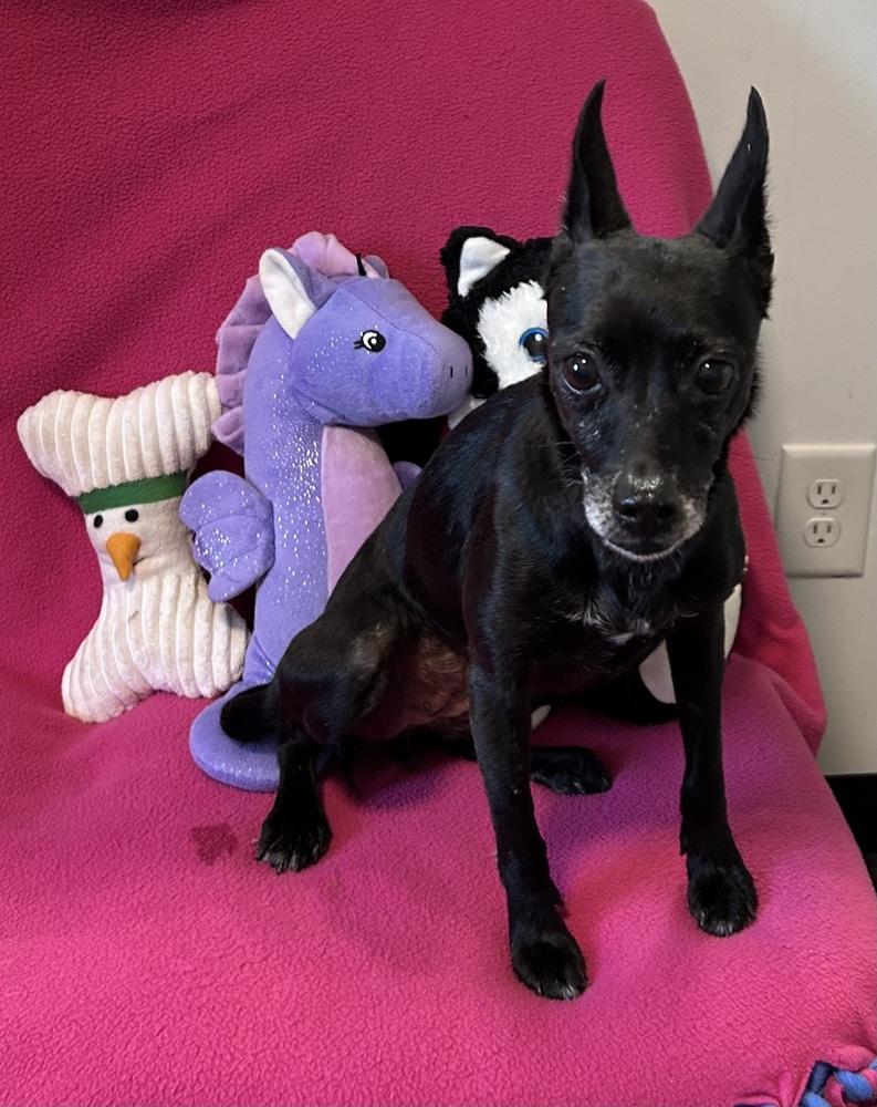 Jumper, Adoptable, Adult Female Jack Russell Terrier.