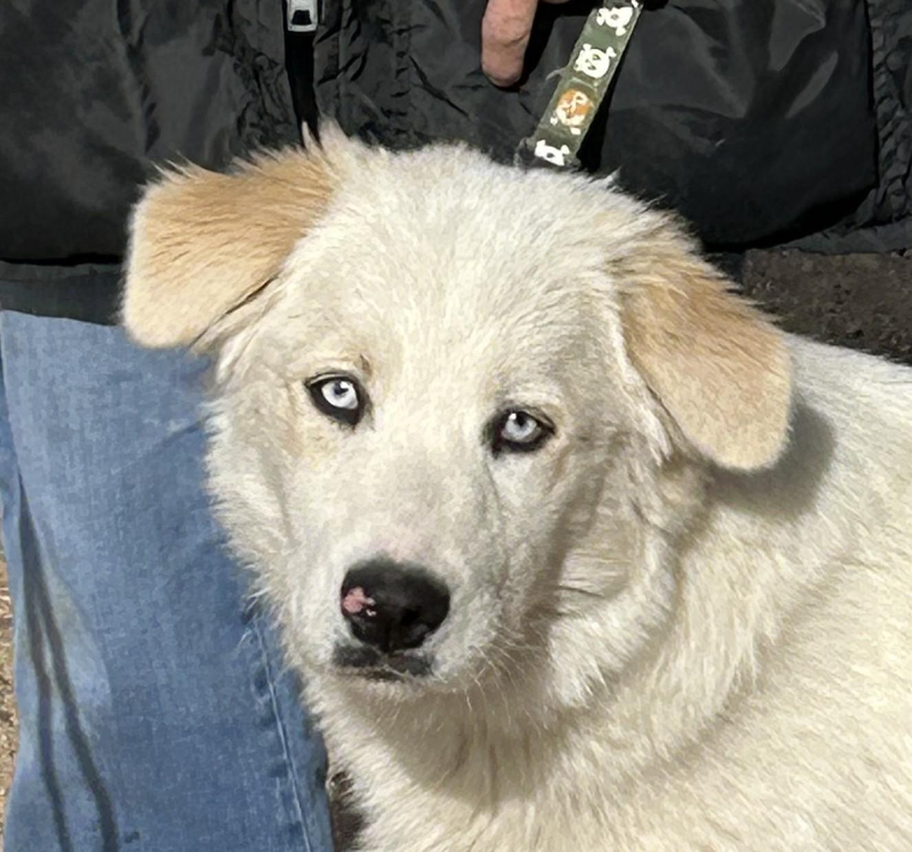 Enlarge Nash, a Adopted mixed breed in Greeley, CO image 1/2