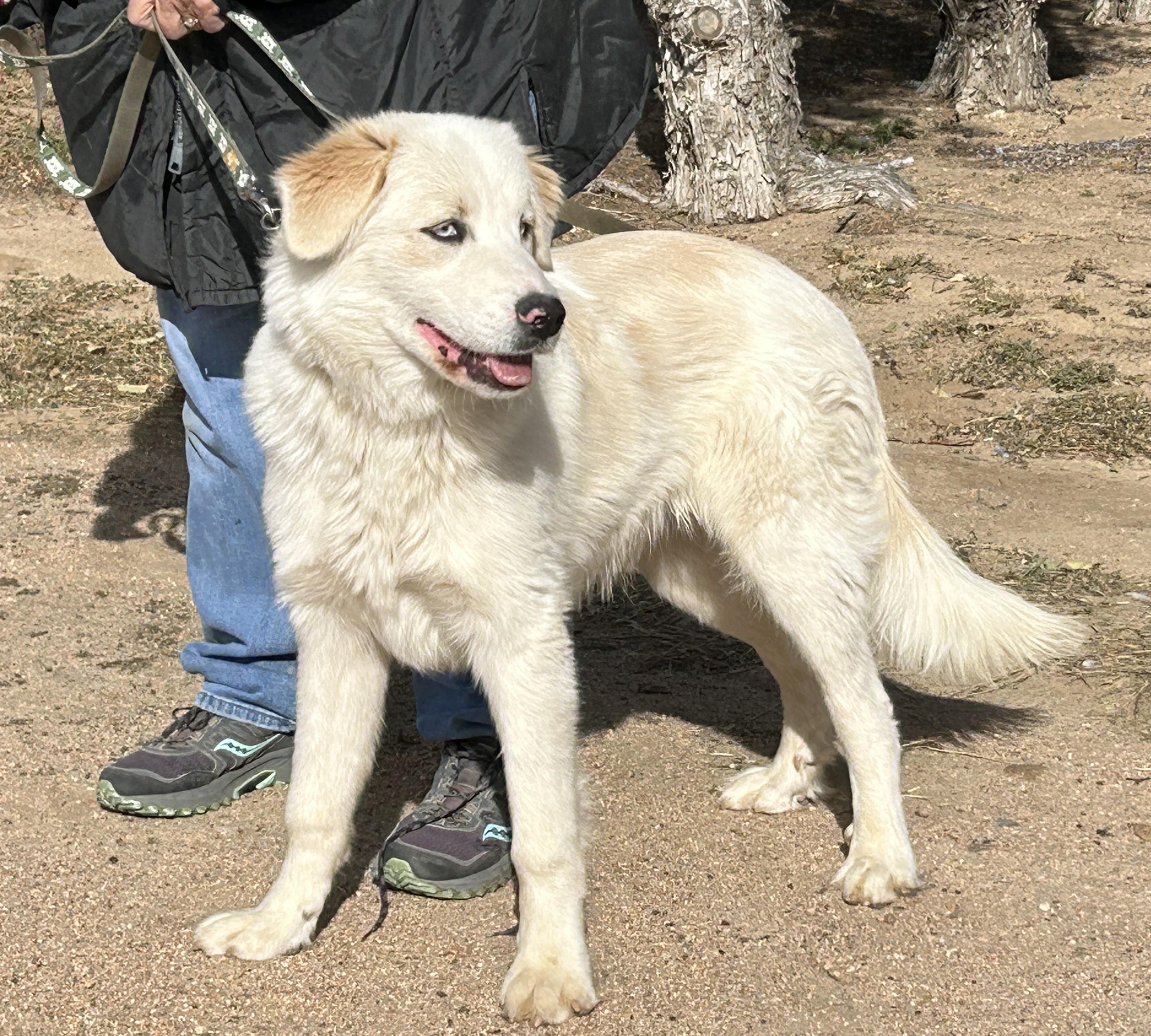 Enlarge Nash, a Adopted mixed breed in Greeley, CO image 2/2