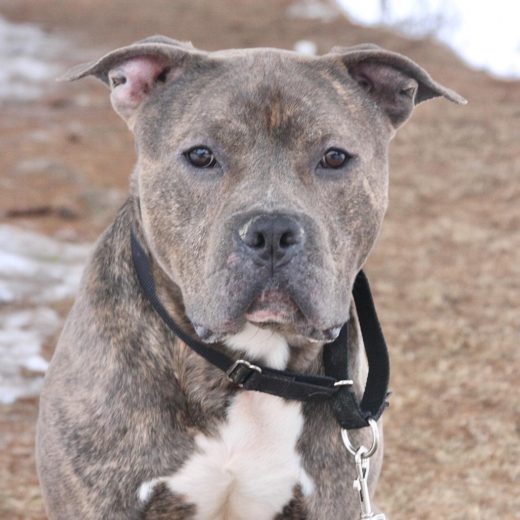 Little Bear, Adoptable, Adult Male Mixed Breed.