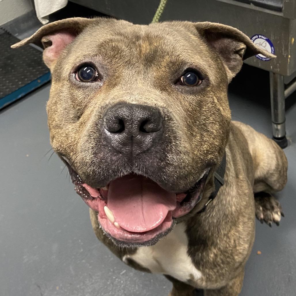 Little Bear, a Adoptable Mixed Breed in Allentown, PA image 2/6