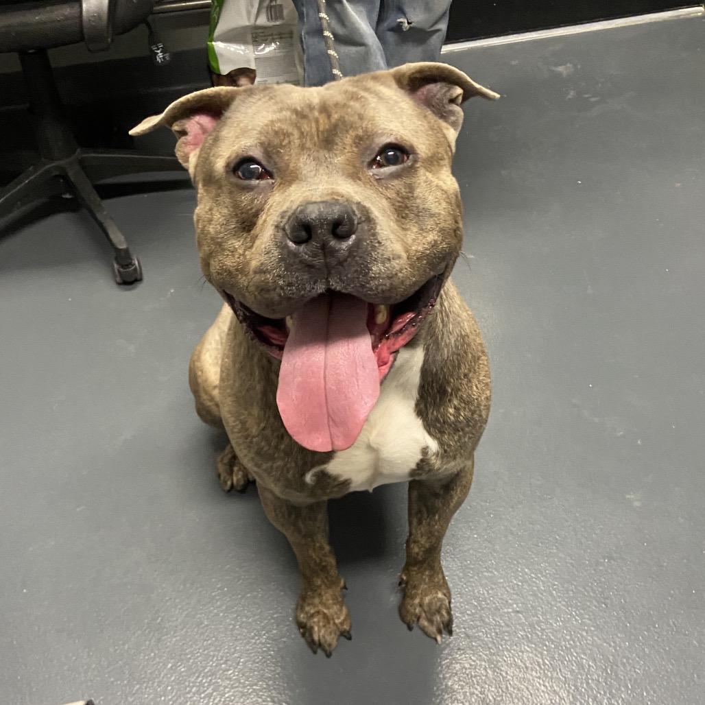 Little Bear, a Adoptable Mixed Breed in Allentown, PA image 3/6