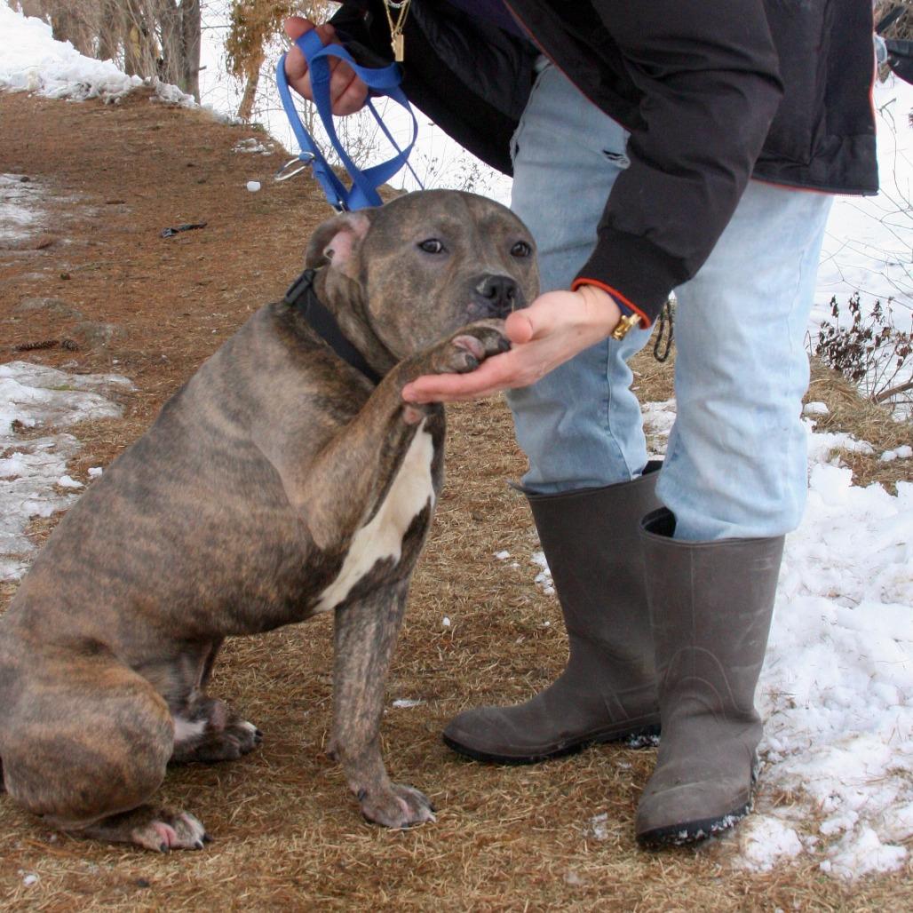 Little Bear, a Adoptable Mixed Breed in Allentown, PA image 4/6