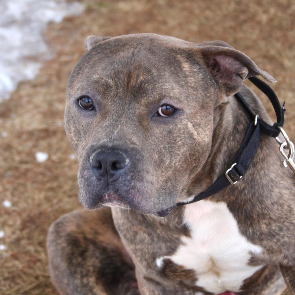 Little Bear, a Adoptable Mixed Breed in Allentown, PA image 5/6