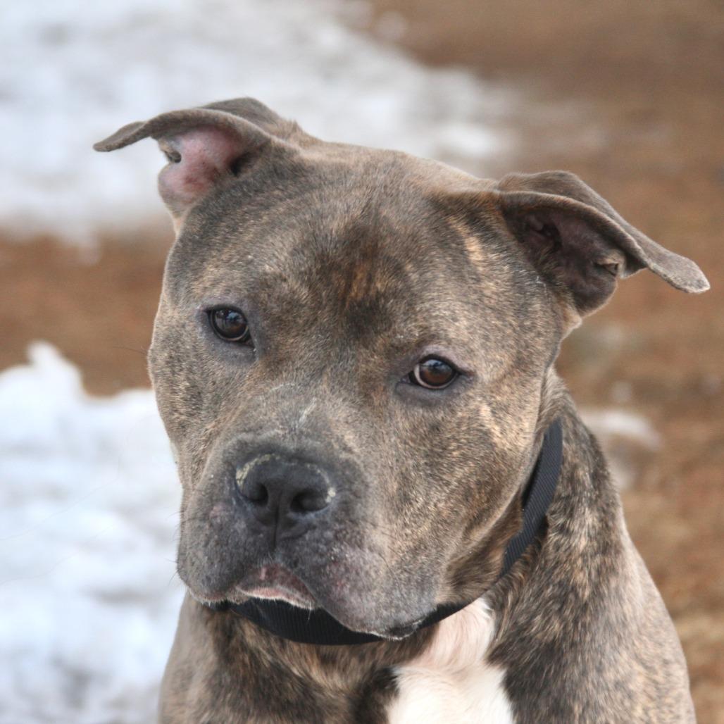 Little Bear, a Adoptable Mixed Breed in Allentown, PA image 6/6