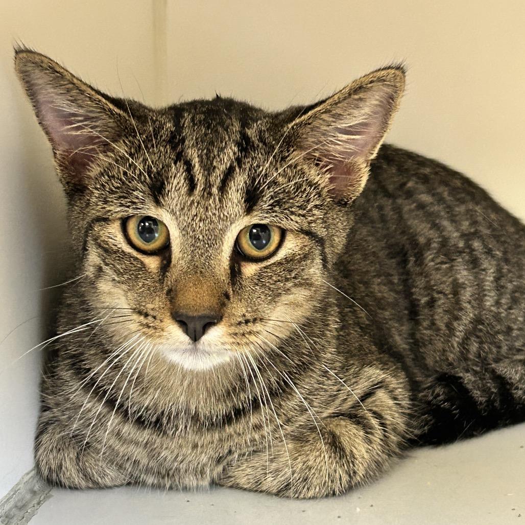 Tom, Adoptable, Young Male Domestic Short Hair.