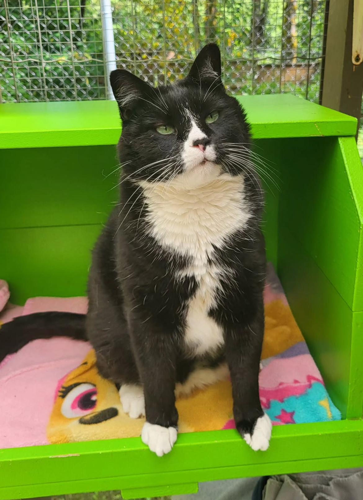 Corporal Truelove (Bonded with Sockeye), Adoptable, Adult Male Domestic Short Hair.