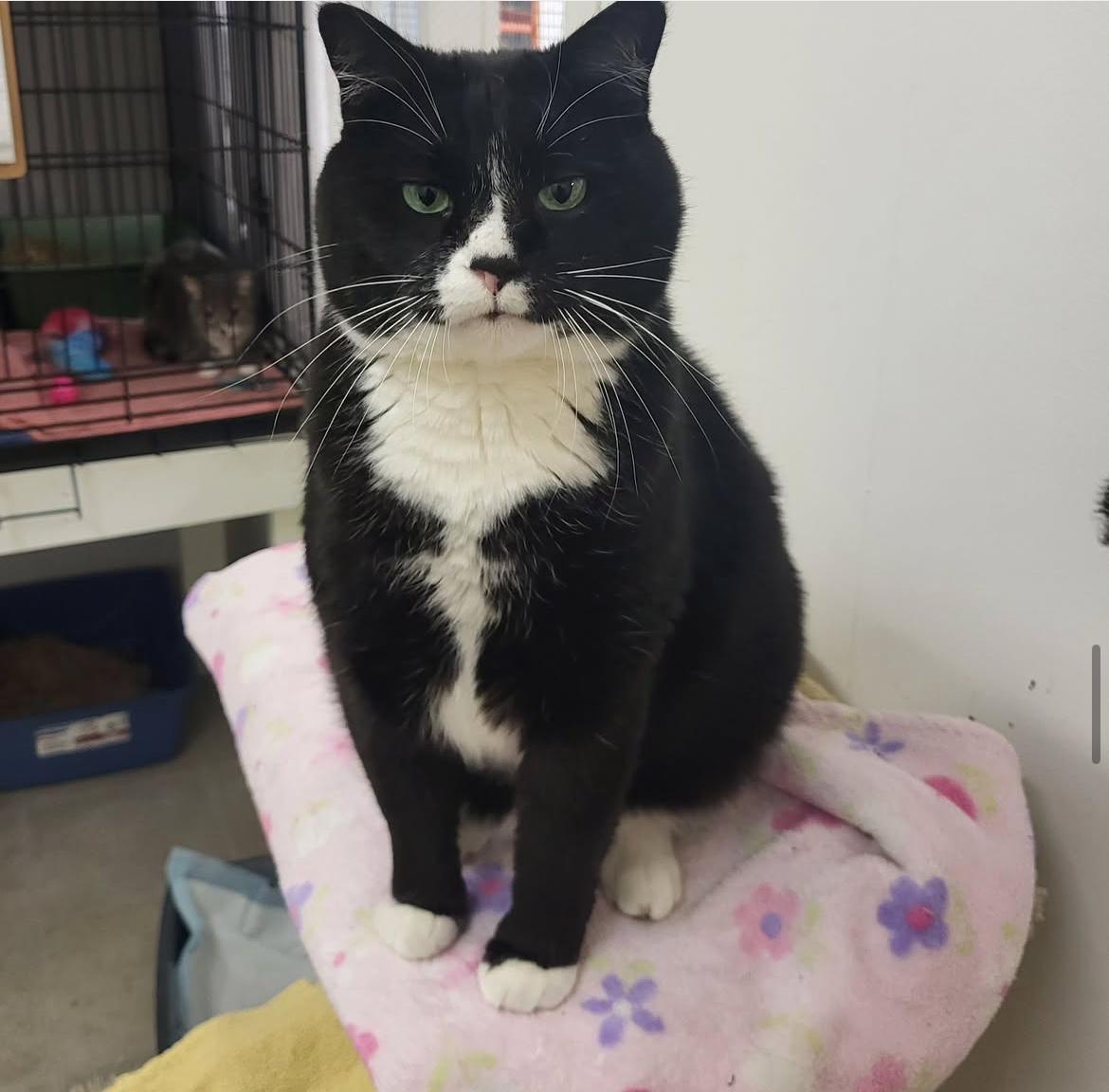 Enlarge Corporal Truelove (Bonded with Sockeye), a Adoptable Domestic Short Hair in Maple Ridge, BC image 6/6