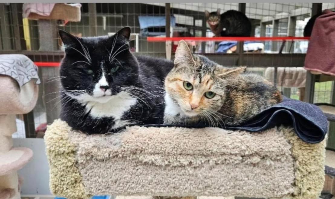 Enlarge Corporal Truelove (Bonded with Sockeye), a Adoptable Domestic Short Hair in Maple Ridge, BC image 4/6