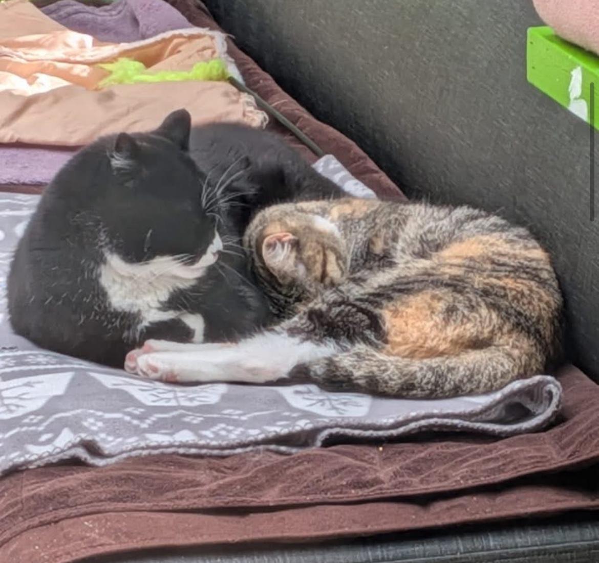 Corporal Truelove (Bonded with Sockeye)