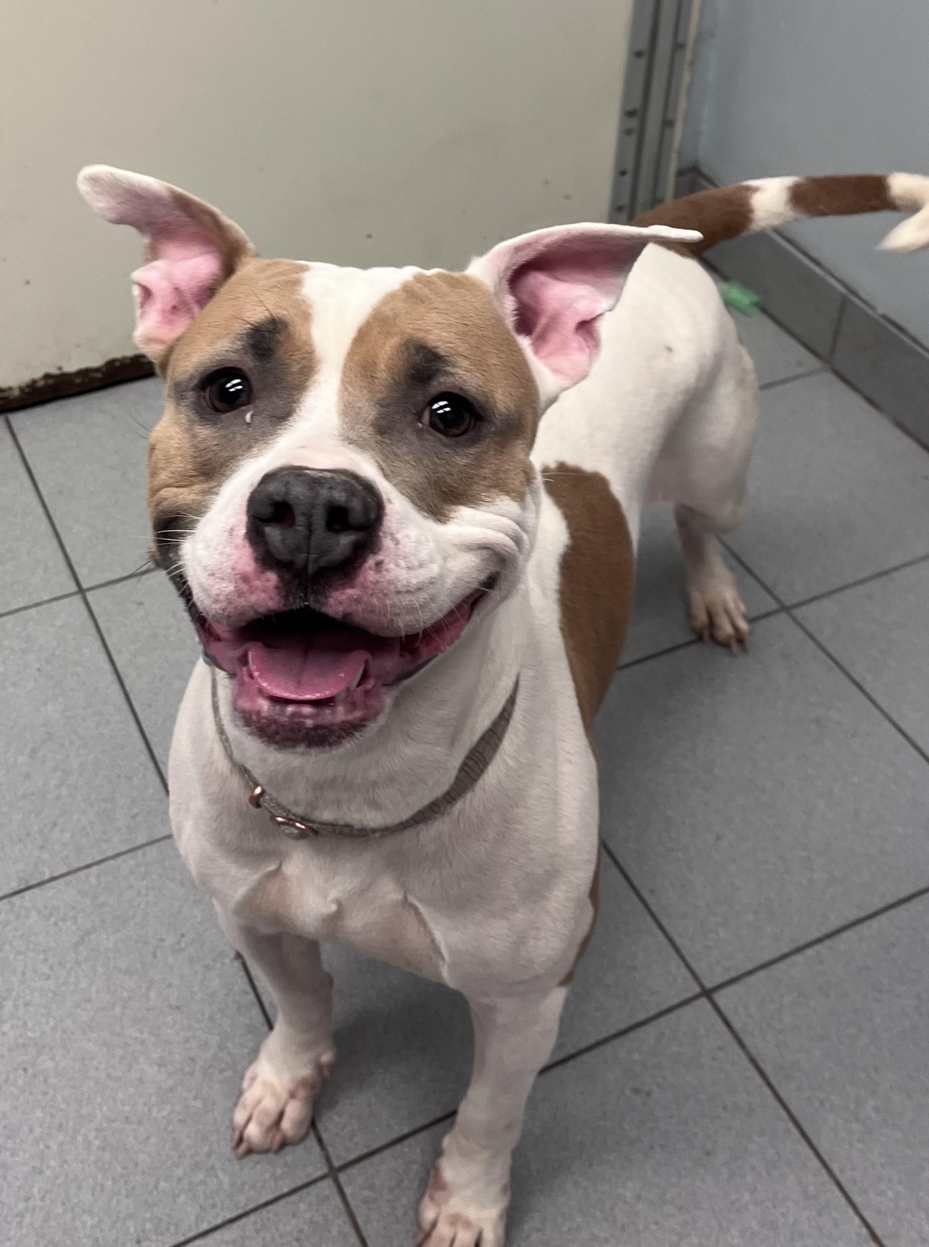 Marbel , a ADOPTABLE mixed breed in Buffalo, NY image 3/5